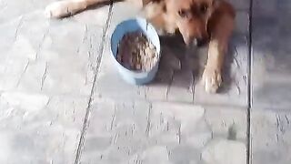 CHICO, HORA DO RANGO