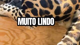 LINDA ONÇA TOP