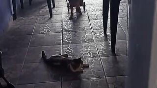 MELHOR AMIGO DO CHICO