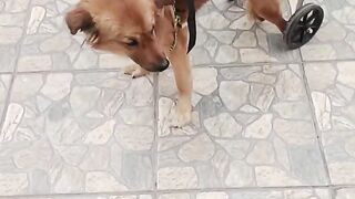 QUANDO CHICO ESTAVA APRENDENDO ANDAR NO CARRINHO