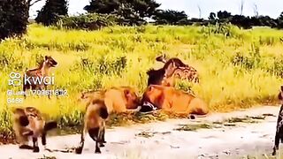Quando ele chega n tem jeito todo mundo correr