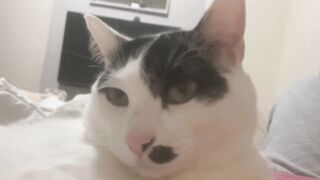 Gatinhos fofos 2