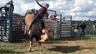 Touro no treino x Touro em casa! Bull in training vs. Bull at home.