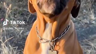 Pop star dog