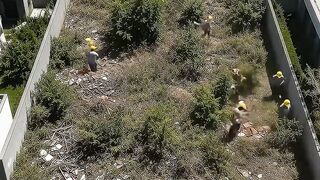 Por quase 10 anos, um terreno ficou abandonado no melhor pedaço do bairro