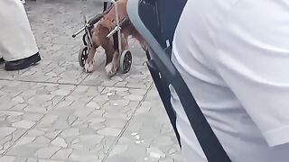 CHICO NA FESTA