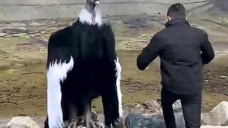 1 minuto animal -  Seres Bizarros