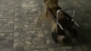 CHICO JÁ ACOSTUMOU BEM COM CARRINHO