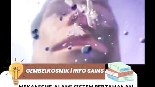 sistem pertahanan hidung