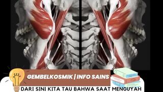 rahang bawah