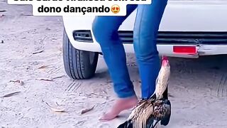 Galo dançando com amigo kkk