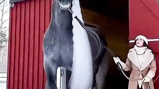 1 minuto animal- cavalos mais fortes do mundo