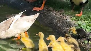 Patos aqui de casa