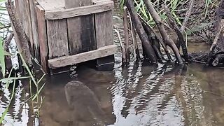 ARMADILHA PEGOU PEIXE