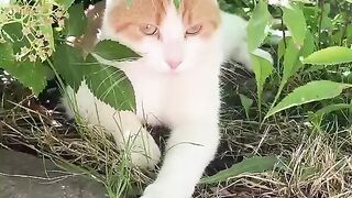 Gato aqui de casa