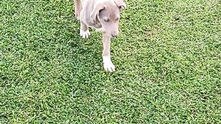 Cachorro 8