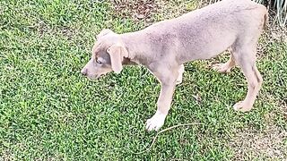 Cachorro 9