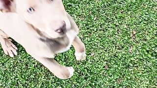 Cachorro 10