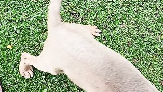 Cachorro 11