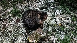 Gatos 2