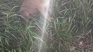 Cachorro 12