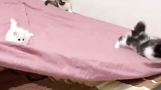 Kucing lucu 78
