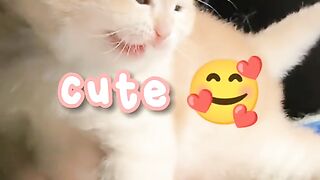 Kucing lucu 79