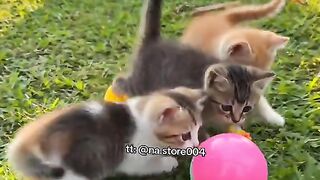 Kucing imut 5