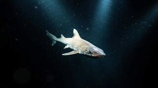 SICKLEFIN WEASELSHARK (Tubarão-Doninha-de-Nadadeiras-Falciformes) A HISTÓRIA DO PEQUENO PREDADOR