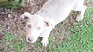 Cachorro 14