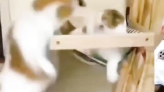 Animais engraçado 2