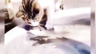 Gatos memes da Internet