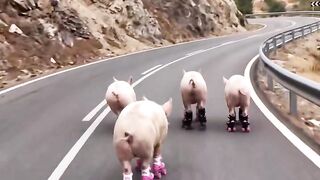 Very funny pig race  kkk