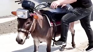 Best Motorcycle of the Year 😱😱😱🤣