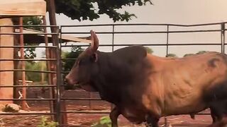 Touro Disquiti, cia de rodeio L.A! Disquiti Bull, L.A. Rodeo Company