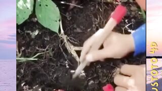 tanaman loncat? versi PLUSTOTO4D