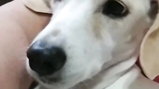 Minhas filhas de 4 patas 🐾
