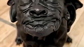 1Minuto Animal - monstros ou fofos... 🐶 #animais #curiosidades