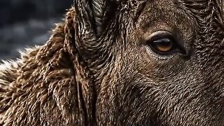 1 Minuto Animal - Isso É Surreal 😱 # #natureza #curiosidades