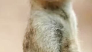 1 Minuto Animal_ INACREDITÁVEL ... #animals #aves