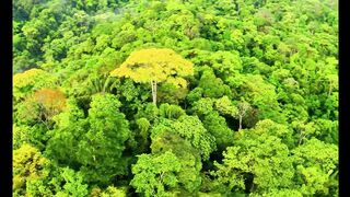 WILD AMAZON | A Forest That Never Sleeps_PART 2/7