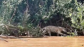WILD AMAZON | A Forest That Never Sleeps_PART 5/7