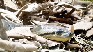 WILD AMAZON | A Forest That Never Sleeps_PART 6/7