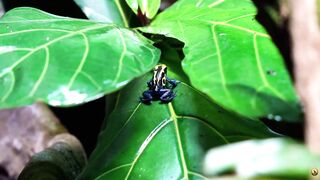 WILD AMAZON | A Forest That Never Sleeps_PART 7/7