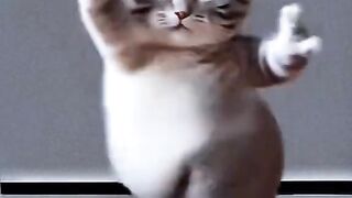 قط جميل 2