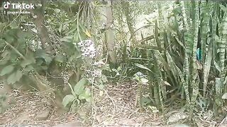 Orquídeas 2