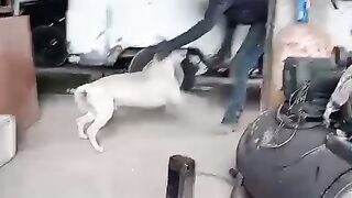 Doguinho da alegria
