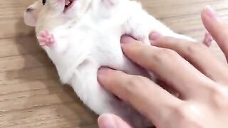 Muito lindo 2