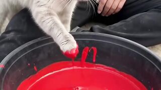 O gato despejou tinta na boca deste homem 🤣🤣🤣
