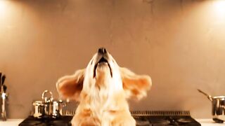 🐶 Chef Dog’s Pancake Disaster 😂🥞